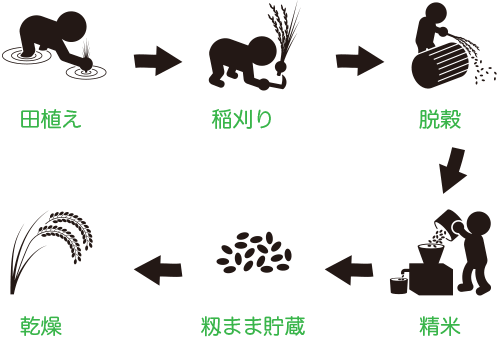 籾まま貯蔵米と言う名のNK2 FARMのお米の由来は、お米の保存を玄米ではなく籾のまま行うことから名づけられています。